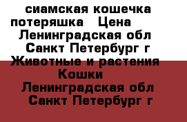 сиамская кошечка -потеряшка › Цена ­ 100 - Ленинградская обл., Санкт-Петербург г. Животные и растения » Кошки   . Ленинградская обл.,Санкт-Петербург г.